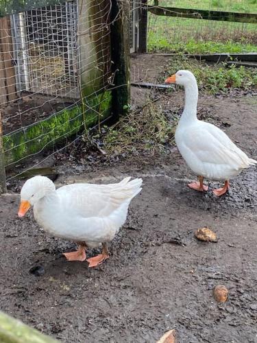 two white ducks standing on the ground near a fence at Wunderschöne Ferienwohnung auf dem Bauernhof in Greven