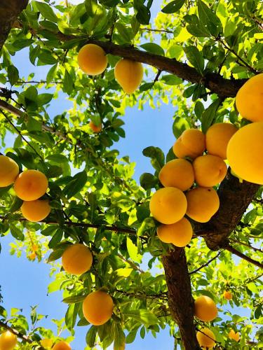 a bunch of oranges hanging from a tree at Traditional Portuguese Village House - Casa Martins no 52 in Freiria