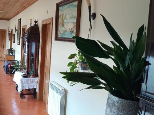 a hallway with a potted plant in a room at Quinta Da Penela in Vieira do Minho