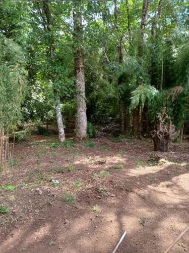 a forest with trees and a dirt ground with trees at Cabaña del Volcán in Licán Ray