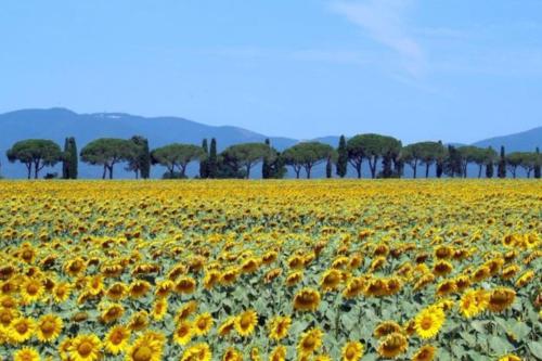 a field of sunflowers with trees in the background at La Torretta, Decameron View, sweet apartment in Certaldo