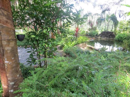 a garden with a pond and trees and plants at Manora Garden in Phangnga