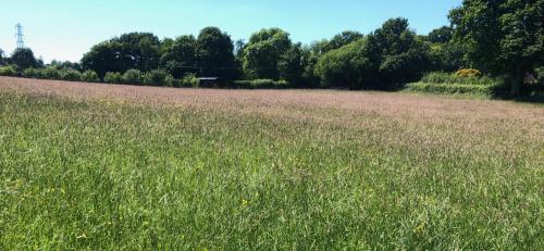 a field of tall grass with trees in the background at Goodwin Farm in Northiam