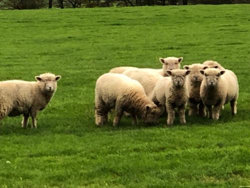 a herd of sheep standing in a field at Goodwin Farm in Northiam