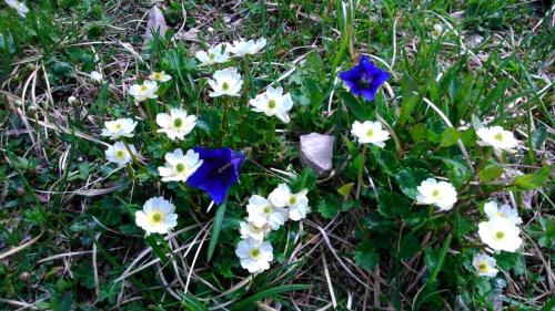 a group of white and blue flowers in the grass at Haus Abendsonne in Reit im Winkl