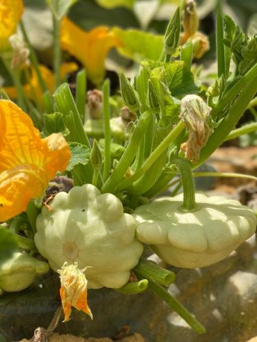 a close up of a plant with white flowers at Lagon energy dakhla in Dakhla