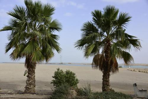 two palm trees on a beach with the ocean at Rose Dead Sea Neve Zohar in Neve Zohar