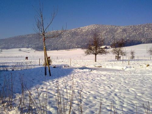 a snow covered field with a tree and a mountain at Hôtel-Gîte rural à 3 km de Delémont in Courcelon