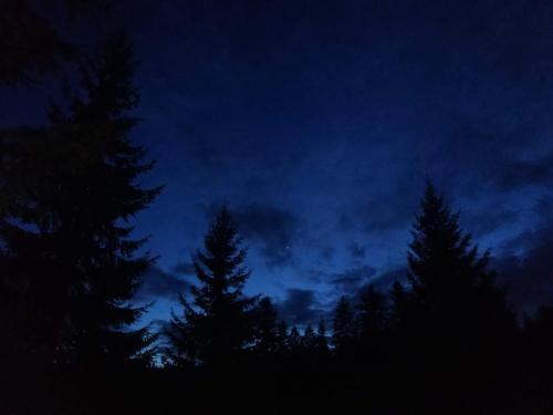 a group of pine trees against a dark sky at Kućica za odmor '' Idila '' in Mitrovac