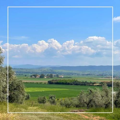 a large green field with trees and clouds in the sky at Agriturismo I Grappoli in Alberese