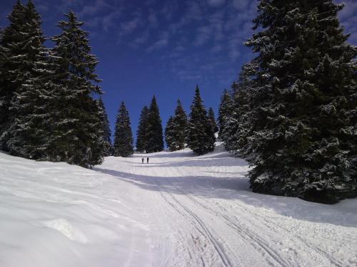 a person skiing down a snow covered slope with trees at Rooms & Apartments Jana in Cerklje na Gorenjskem