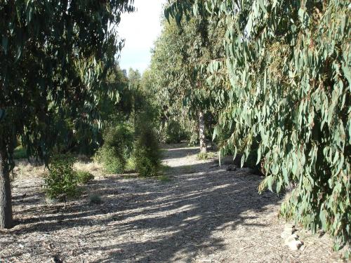 a garden with trees and a dirt road at Posto Bello in North Loburn
