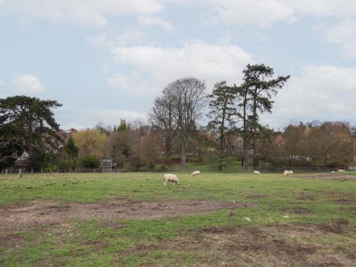 a group of sheep grazing in a field at The Old Stables in Oasby