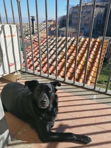 un perro negro tirado en el suelo junto a una valla en Il piccolo rifugio, en Soriano nel Cimino