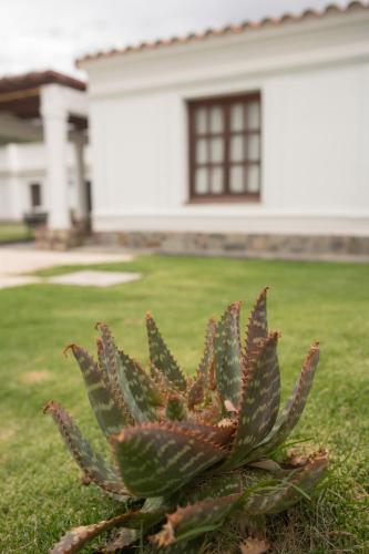 a green plant in the grass in front of a house at Tampu in Cachí