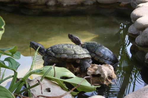 Duas tartarugas sobre uma rocha na água em Lush Garden House near beaches with private pool. em Puerto Escondido