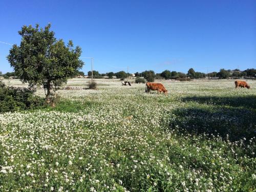 two cows grazing in a field of flowers at Case di Cutalia - Villa Cutalia in Camemi