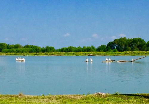 a group of birds are sitting on the water at Outback Campground and Marina in Trinity
