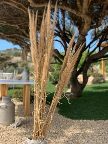 a bundle of grass in a vase next to a tree at B&B Anastasia in Santa Teresa Gallura