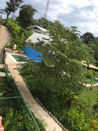 a tree that is leaning over a swimming pool at FLOR DE PARAISO BUNGALOWS in Montezuma