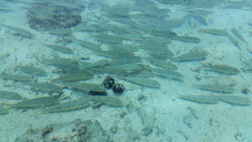 un groupe de poissons nageant dans l'eau dans l'établissement JO's Farmstay-charming holiday farm close to famous Muri Beach, à Rarotonga