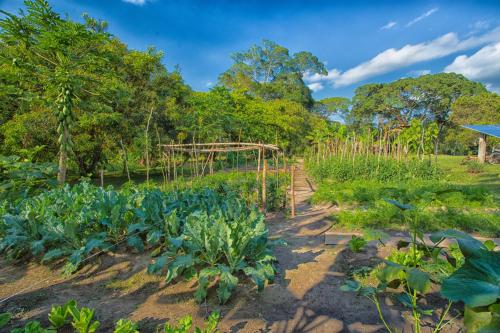 a garden with crops in the foreground at Bocawina Rainforest Resort in Hopkins