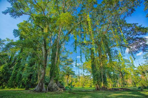 a group of large trees in a park at Bocawina Rainforest Resort in Hopkins