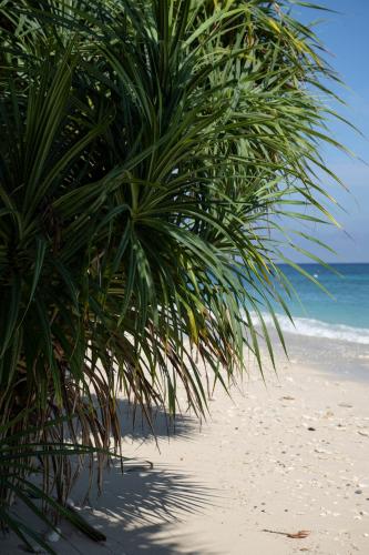 a palm tree on a sandy beach next to the ocean at Casa Nemo Beach Resort & Spa in Sabong