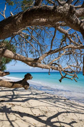 a tree on a beach with the ocean in the background at Casa Nemo Beach Resort & Spa in Sabong