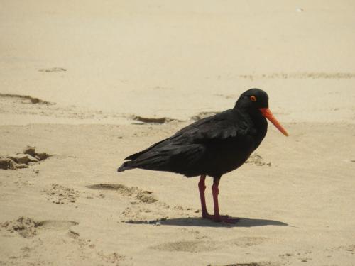 a black bird standing on the sand on the beach at Brenton Haven Beachfront Resort in Knysna