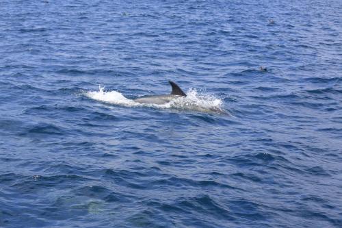 a dolphin is running in the water at Brenton Haven Beachfront Resort in Knysna