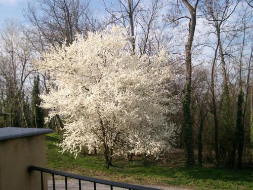 a white tree in a yard with a fence at L'Atelier di Pierflavio Gallina in La Morra