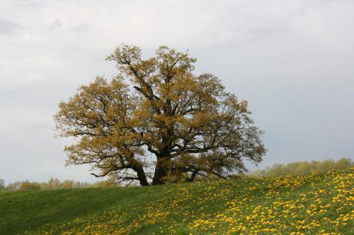 a tree on top of a hill with yellow flowers at Parkhotel Hitzacker in Hitzacker
