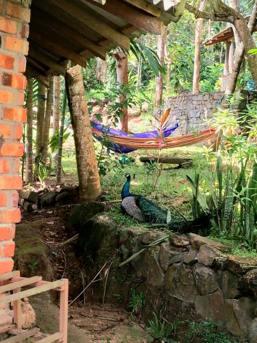 a bird sitting on a stone wall in a garden at Hidden Well Hiriketiya in Hiriketiya