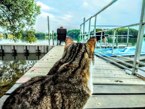 Eine Katze, die auf einem Dock sitzt und auf das Wasser schaut. in der Unterkunft Villa-Antonina in Czaplinek
