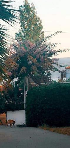 a cat walking next to a tree with pink flowers at "Patra's" Apartments Patra in Poseidónion