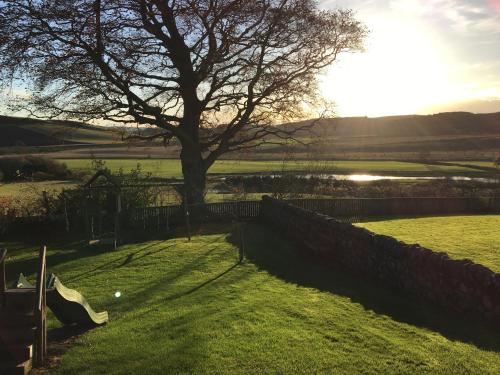 a tree in a field next to a fence at Copper Beech Lodge with Hot Tub in Cupar