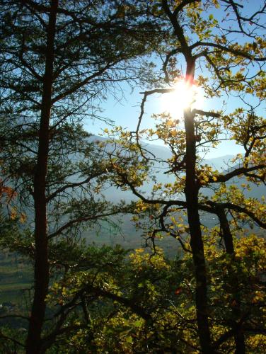 a sun shining through the branches of trees at WASCHERHOF - Ferienwohnungen Oberhofer in Martello