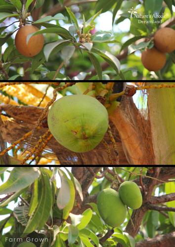 two photos of a green fruit hanging from a tree at Dreamland by Nature's Abode® Villas in Ahmedabad