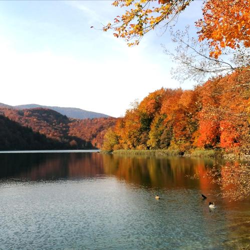 a lake with ducks in the water and trees at PLITVICE KONAK Daic in Plitvička Jezera