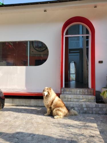 a dog sitting in front of a building at Le vent Tam Đảo homestay in Tam Ðảo