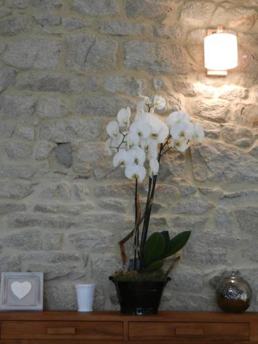 a vase of white flowers sitting on a table at La Villa Bel Ange Hotel in Saint-Philibert