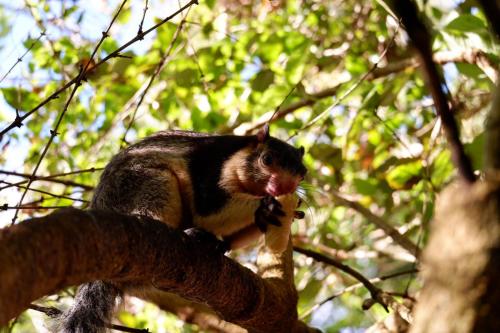 ホームステイの敷地内または近くにいる動物