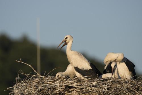 two birds sitting on top of a nest at Gasthaus Schwarzer Adler in Colmberg
