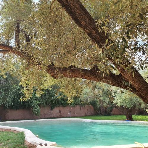 Πισίνα στο ή κοντά στο Riad salix d'agafay