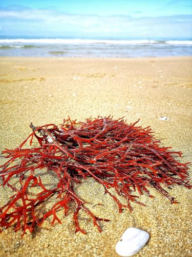 a pile of red seaweed on a sandy beach at Villa Shamsi - heated pool and beach at 70mt in Ispica