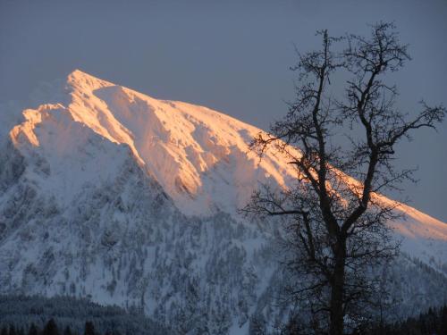a snow covered mountain with a tree in front of it at Bio-Urlaubshof Dansbach in Spital am Pyhrn
