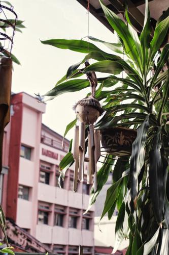 a plant with a bunch of flowers hanging from it at Rain Forest Hotel in Kuala Lumpur