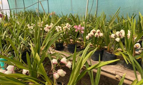 a garden of plants with pink flowers in black pots at Bloomfield Farmhouse and Eco-Resort in Darjeeling