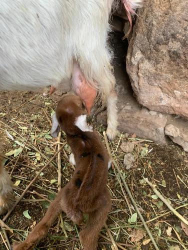 Gallery image of Nubian Farm Aswan in Aswan